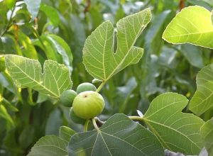 Մեղրու թուզը «սնիկերսին» չի զիջում