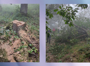 Բնապահպանի տունը ահազանգում է ֏իլիջան ազգային պարկում ծառահատումների մասին