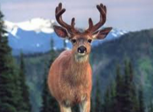 Առաջիկայում նախատեսվում է ազնվացեղ եղջերուների երկրորդ խմբի բացթողումը դեպի բնություն