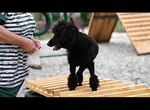 Շների նոր զբոսայգի՝ Նոր Նորքում