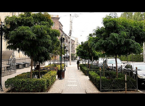 Вечнозеленые кусты на улице Алека Манукяна: мэрия