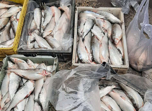 Նորատուսից առգրավվել է 2 ձկնորսական նավակ, Ծովինարից՝ 60.2 կգ սիգ