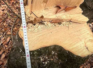 Ոստիկանները ապօրինի ծառահատումների դեպքեր են բացահայտել