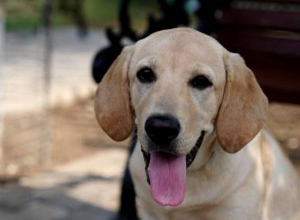 2024 թվականին Երևանում շների համար նախատեսված 4 նոր զբոսայգի է կառուցվել․ քաղաքապետարան