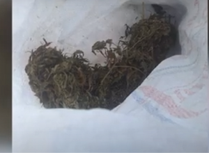 30 փաթեթ մարիխուանա․ Ախուրյանի համայնքային ոստիկանների բացահայտումը