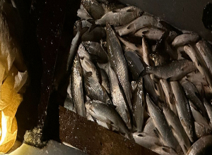 Կարճաղբյուրում կանխվել է 207կգ սիգի ապօրինի որսը