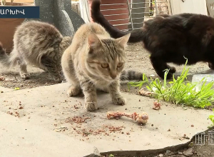 Աշխատանքային կարգով քննարկվել են կենդանիների նկատմամբ պատասխանատու վերաբերմունքին առնչվող հարցերը