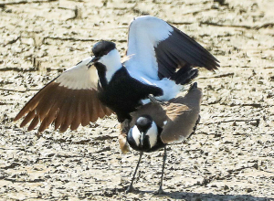 Հայաստանում բացառիկ թռչնատեսակ է գրանցվել