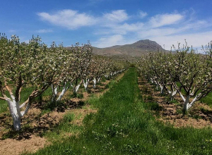 Գյուղատնտեսության ապահովագրության ոլորտում սպասվող փոփոխությունները. ՈՒՂԻՂ