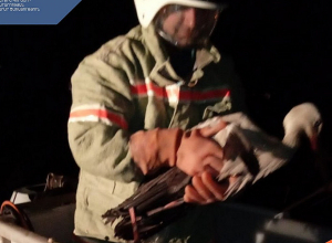 Փրկարարներն արագիլին դուրս են բերել արգելափակումից