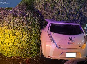 Փրկարարները մասնատել և հեռացրել են ծառը