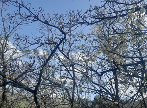 Օդի ջերմաստիճանն էապես չի փոխվի