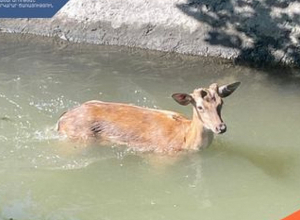 Փրկարարները եղնիկին դուրս են բերել ջրանցքից