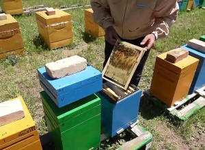 Պետաջակցության ծրագիր՝ մեղվաբույծների համար