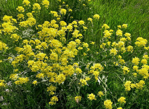 Սպասվում է կարճատև անձրև և ամպրոպ