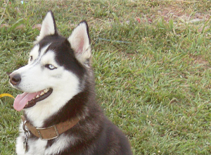 Խեղդել, ապա մորթազերծ էր արել շանը