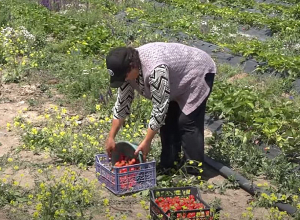 Ելակի մշակում ՝ Հայրավանքում