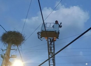 Արագիլի ձագը բնից ընկել էր