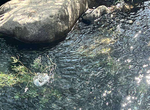 Նախնական տվյալներով՝ մազութի արտահոսքի հետևանքով Ողջի գետը չի աղտոտվել