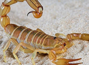 Կարիճը խայթել է 45-ամյա կնոջը․ Սպիտակի ԲԿ