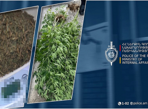 Մասիսի համայնքային ոստիկանները Նոր Խարբերդի բնակչի տանը կանեփի բույսեր ու մարիխուանա են հայտնաբերել