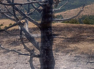 Անտառային հրդեհ Սոլակի Մայրավանքի հարակից տարածքում․ կանխվել է կրակի տարածումը