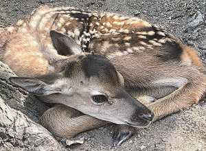 Ազնվացեղ եղջերուների բազմացման կենտրոնում եղջերու է ծնվել (լուսանկարներ)