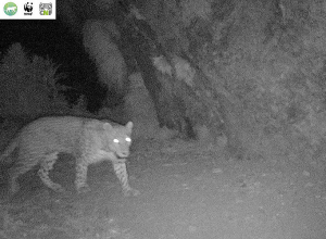 Ֆոտոթակարդները կրկին արձանագրել են Կովկասյան ընձառյուծին