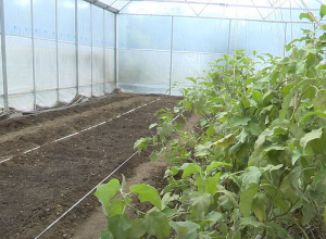 Սյունիք բնակավայրը նոր ջերմատներ կունենա