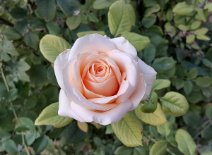 Օդի ջերմաստիճանն աստիճանաբար կբարձրանա