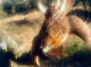 Առգրավված թռչունը բաց է թողնվել Ջերմուկի անտառներ. ԲԸՏՄ