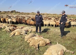 Արմավիրի մարզում 10 հազար վոլտ էլեկտրալարի կտրման պատճառով 3 եղբայրներին պատկանող ոչխարներից 36-ը հոսանքահարվել ու սատկել են