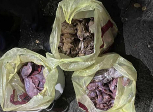 Երևանի բնակիչները Վայոց ձորում ապօրինի որսացել են 74 մոխրագույն կաքավ և 4 գորշ նապաստակ. ԲԸՏՄ