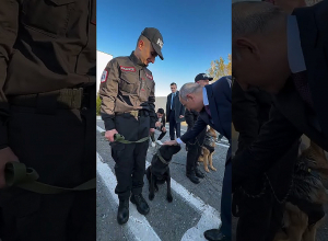 Ոստիկանության գվարդիայի ծառայողական շները