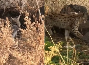 Շիրակի մարզի համայնքներից մեկում քաղաքացին լուսանի է տեսանկարահանել