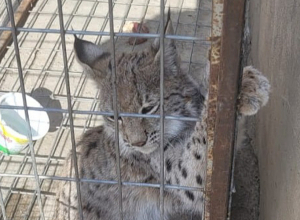 Լուսանը բաց է թողնվել վայրի բնություն