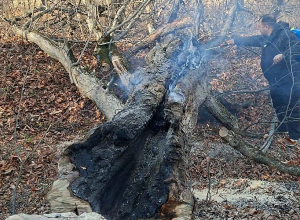 Խոտածածկ և բուսածածկ տարածքներում բռնկված հրդեհների վերաբերյալ ամփոփ տեղեկատվություն