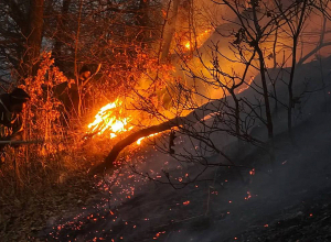 Անտառային հատվածներում բռնկված հրդեհները ամբողջությամբ մեկուսացված են․ ՆԳՆ