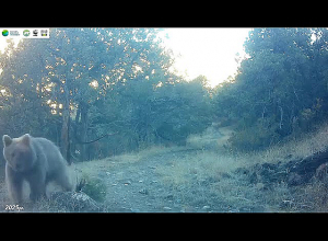 «Խոսրովի անտառ» պետական արգելոցի հսկան՝ գորշ արջը