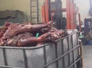 Կանխվել է ձիու մսի վաճառքը