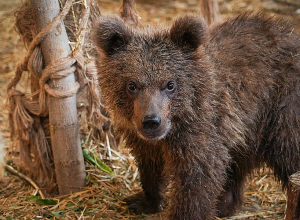 Վայրի կենդանիների պահման պայմանների խախտման և ապօրինի որսի 38 դեպքով հայտնաբերվել է 284 կենդանի
