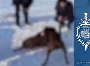 Շնամարտ կազմակերպած տղամարդկանց ներկայացրել են նախաքննական մարմին