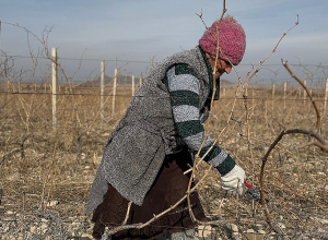 «Խաղողը մշակում են Ալվարդն ու Մարինեն, բայց գումարը ստանում են Աշոտն ու Անդրանիկը». գինեգործության «չերևացող» կողմը