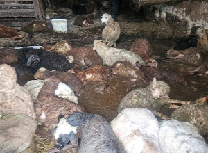 Կարկուտի հետևանքով գառնարածը վնասվածք է ստացել, անկել են ոչխարներ և գառներ