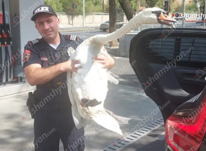 «Թաթա» անունով կարապին վերադարձրել են կենդանաբանական այգի .shamshyan.com